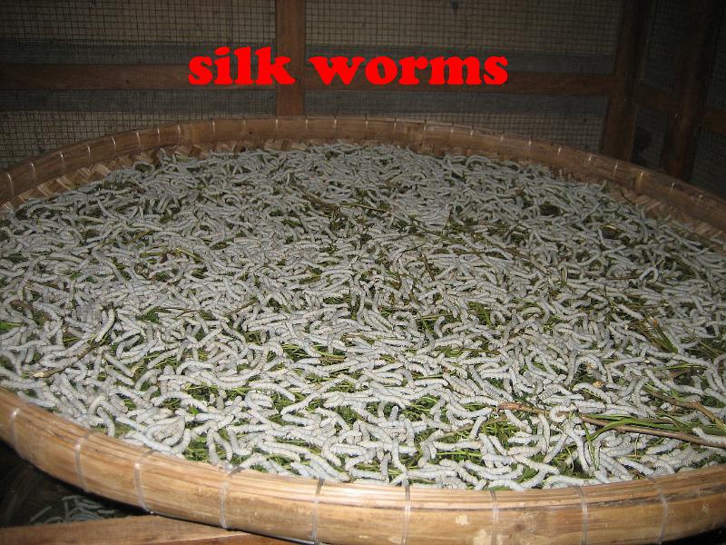 111301 silk worms.JPG